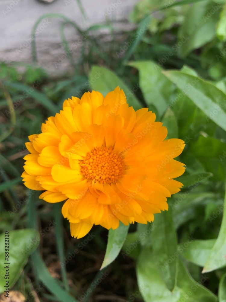 orange flower in the garden orange flower in the garden