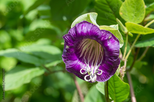 Close up of a cathedral bells (cobea scandens) flower in bloom photo