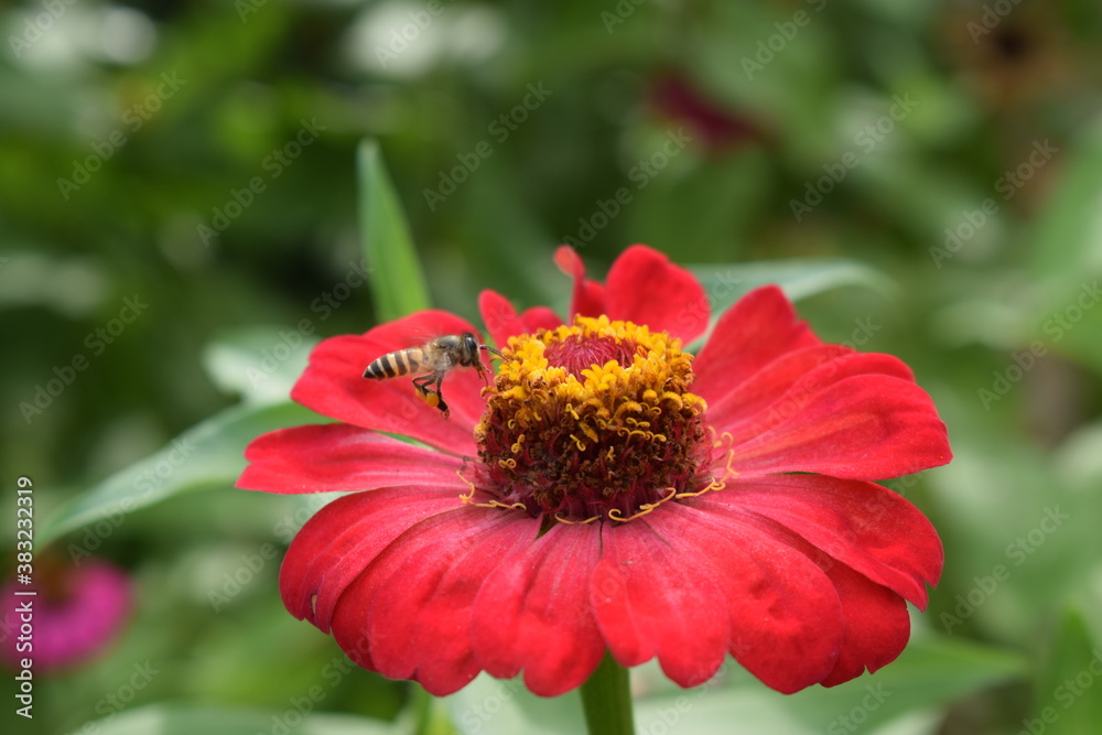 bee on red flower