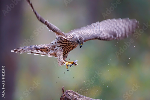 Northern goshawk jumping in the forest of Noord Brabant in the Netherlands