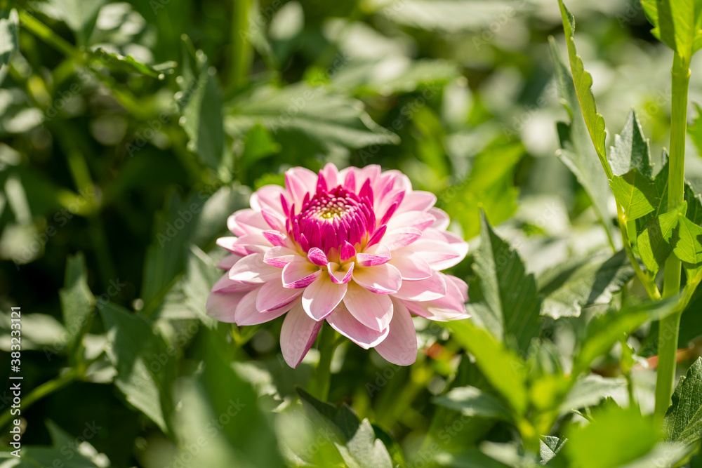 Full blooming of dahlia (Dahlia) in Japan in autumn Full blooming of dahlia (Dahlia) in Japan in autumn