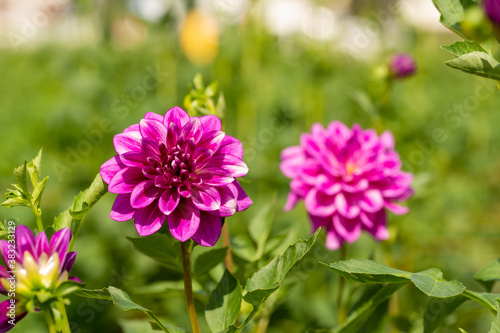 Full blooming of dahlia  Dahlia  in Japan in autumn