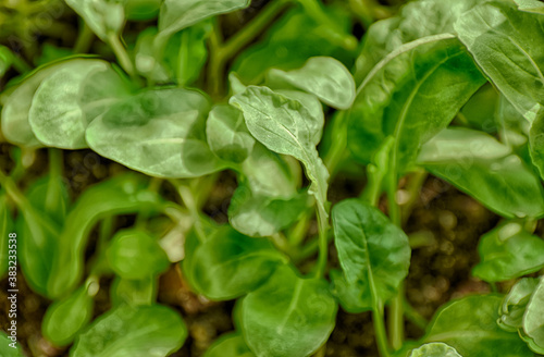 Wallpaper Mural green sprouted many small arugula Torontodigital.ca