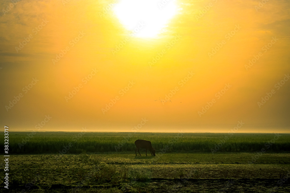 Sunrise Morning View in Bangladesh
