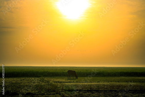 Sunrise Morning View in Bangladesh