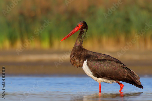 Black stork. Feeding bird on a lake. Ciconia nigra