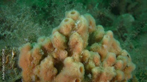 Orange Horny sponge (Haliclona sp.) on the seabed, close-up.. photo