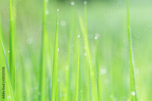Green bokeh out of focus background from nature. Abstract nature background. Blurry grass nature with bokeh light background.