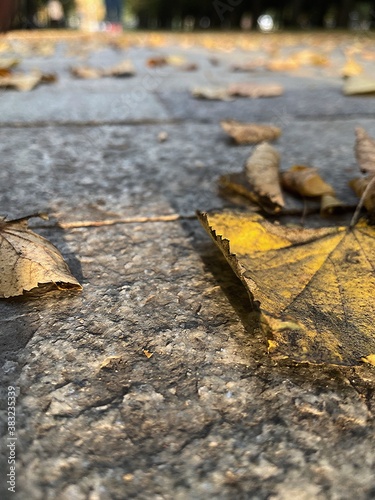 autumn leaves on asphalt