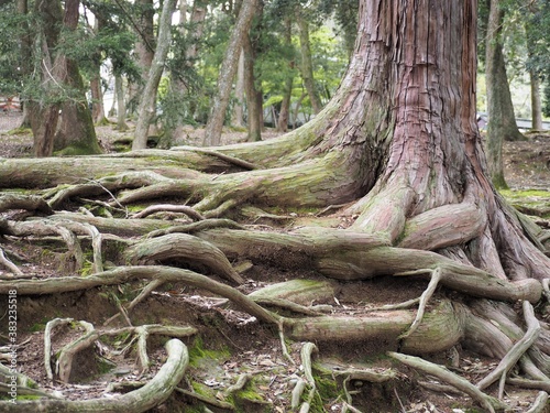 力強く土の表面を這う大木の根