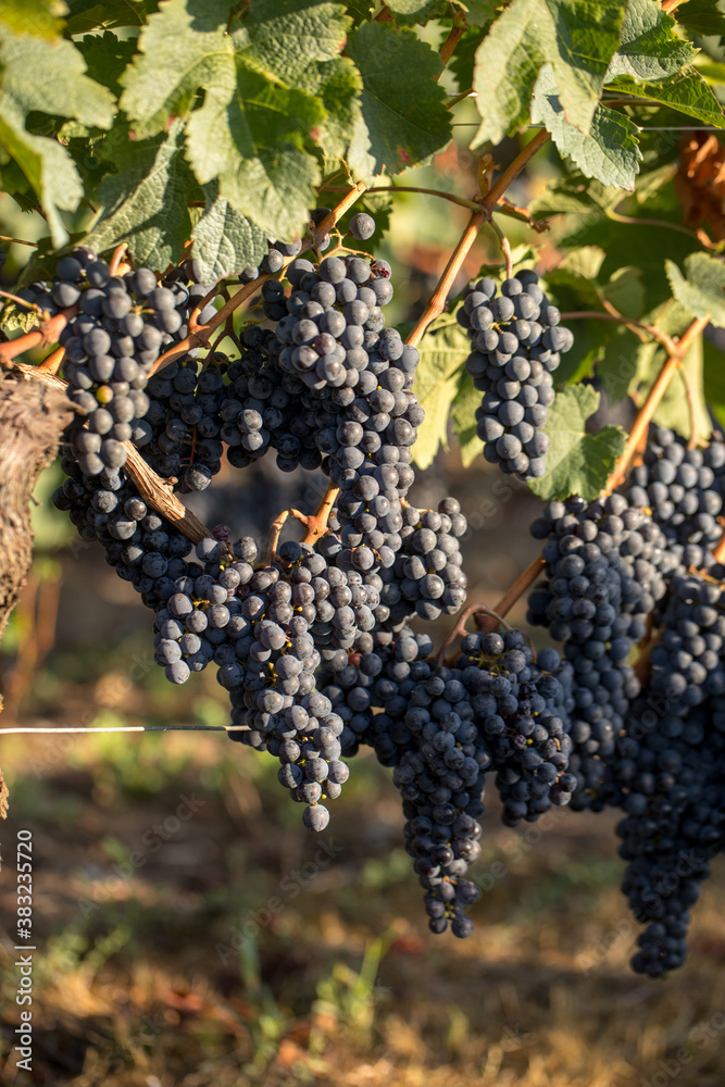 Close up of red merlot grapes in vineyard. Medoc, Gironde, Aquitaine. France