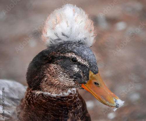 Portrait of a crested duck. A Crested Mallard Duck Closeup View. Lophonetta specularioides. photo