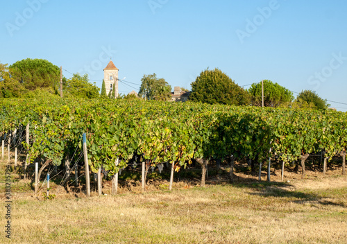 Ripe red Merlot grapes on rows of vines in a vienyard before the wine harvest in Saint Emilion region. France photo