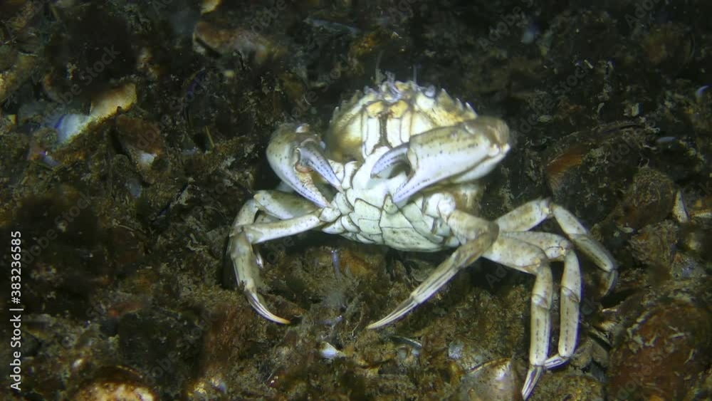 Rare moment of behavior: European green crab or Shore crab (Carcinus maenas) scratches its back on shells on the seabed. Rare moment of behavior: European green crab or Shore crab (Carcinus maenas) scratches its back on shells on the seabed.