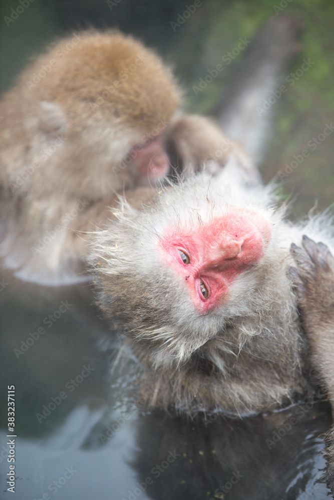 Naklejka premium 毛繕いをするニホンザル