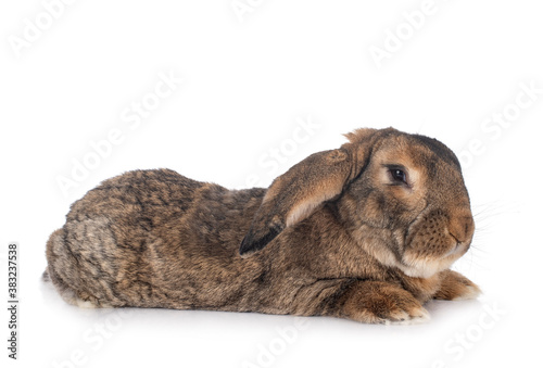 Obraz na płótnie Flemish Giant rabbit