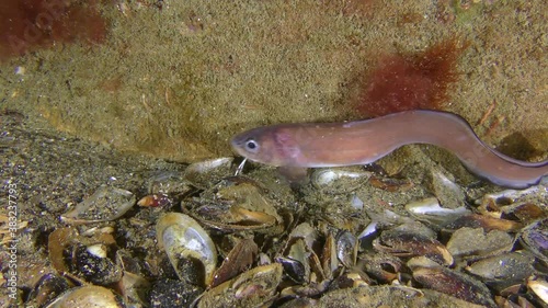 Breeding Clam Worms (Nereis sp.): Roche's snake blenny (Ophidion rochei)  eats worms that sink to the bottom. photo