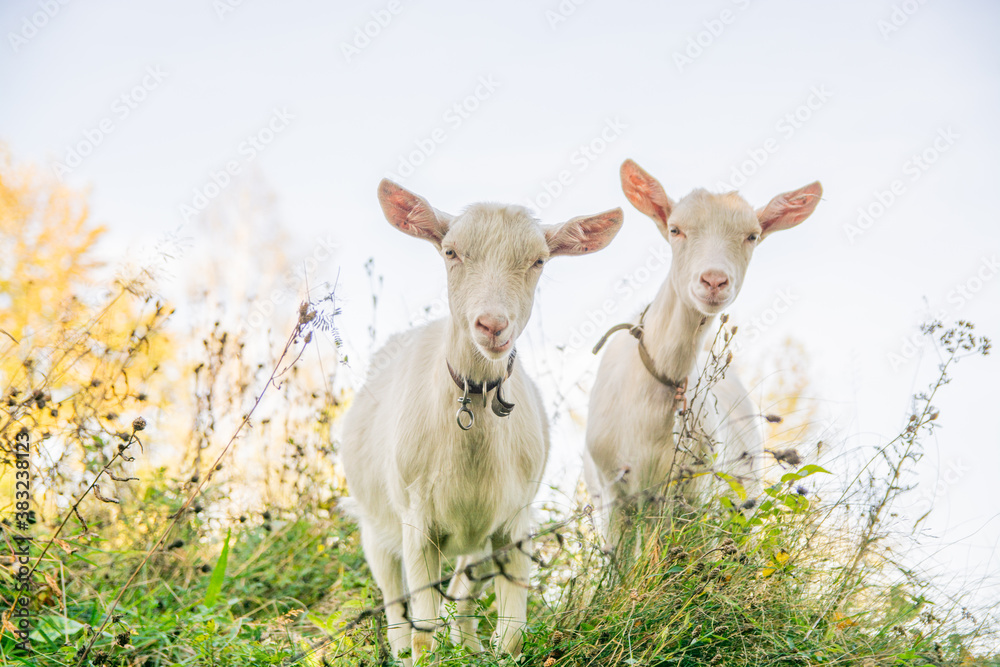 two snow-white goats graze next to each other on a green meadow. two snow-white goats graze next to each other on a green meadow.