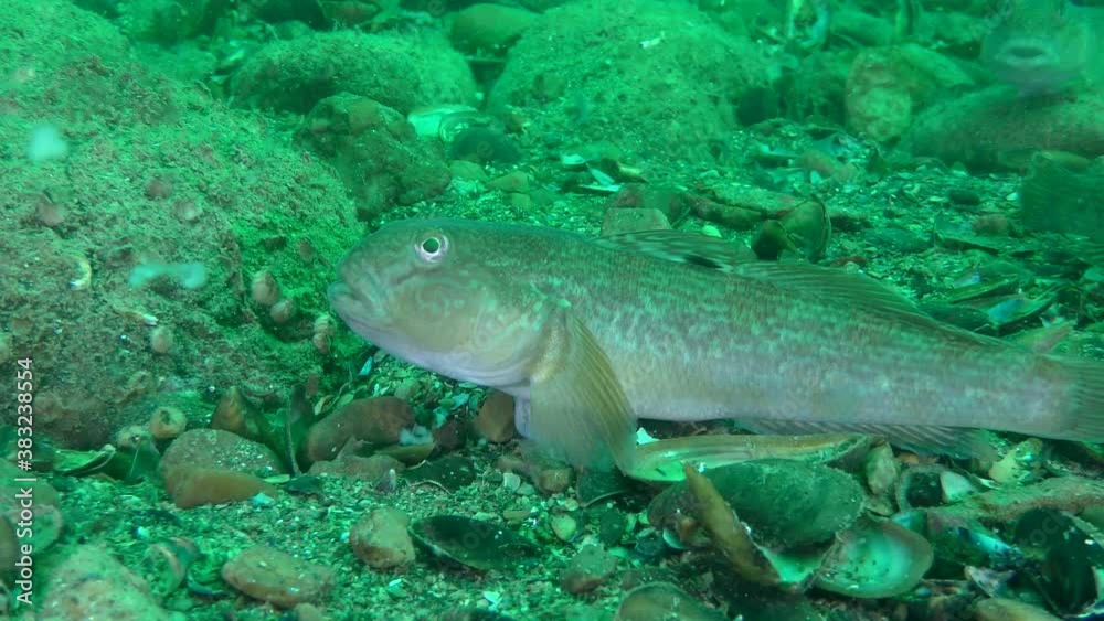 Round goby (Neogobius melanostomus) on the seabed, then changes position. Round goby (Neogobius melanostomus) on the seabed, then changes position.