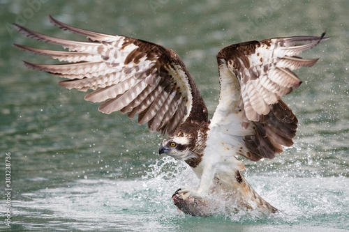 Osprey catch fish photo