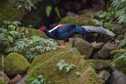 Swinhoes pheasant male in the forest photo