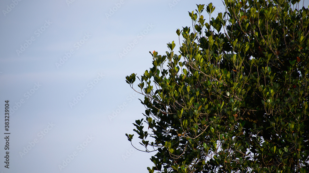 Detailed green tree top with blue sky background Detailed green tree top with blue sky background