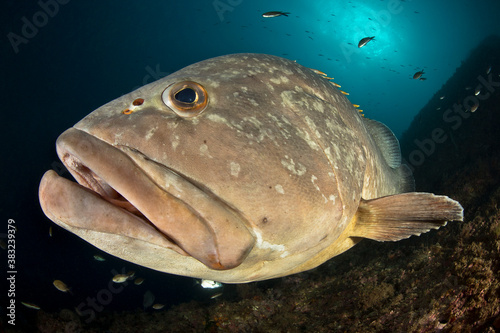 Medes islands grouper in the blue photo