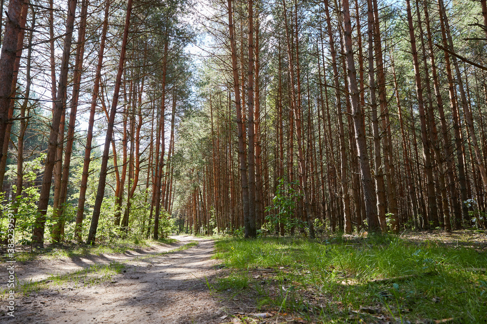 Obraz premium Summer green pine forest with high trees in a sunny day.