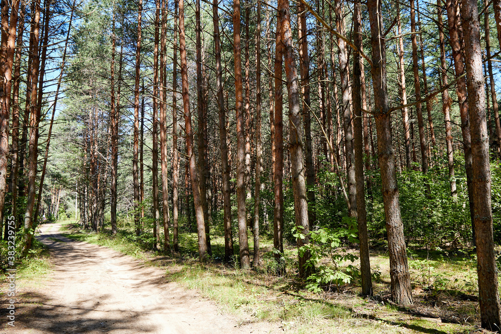 Obraz premium Summer green pine forest with high trees in a sunny day.