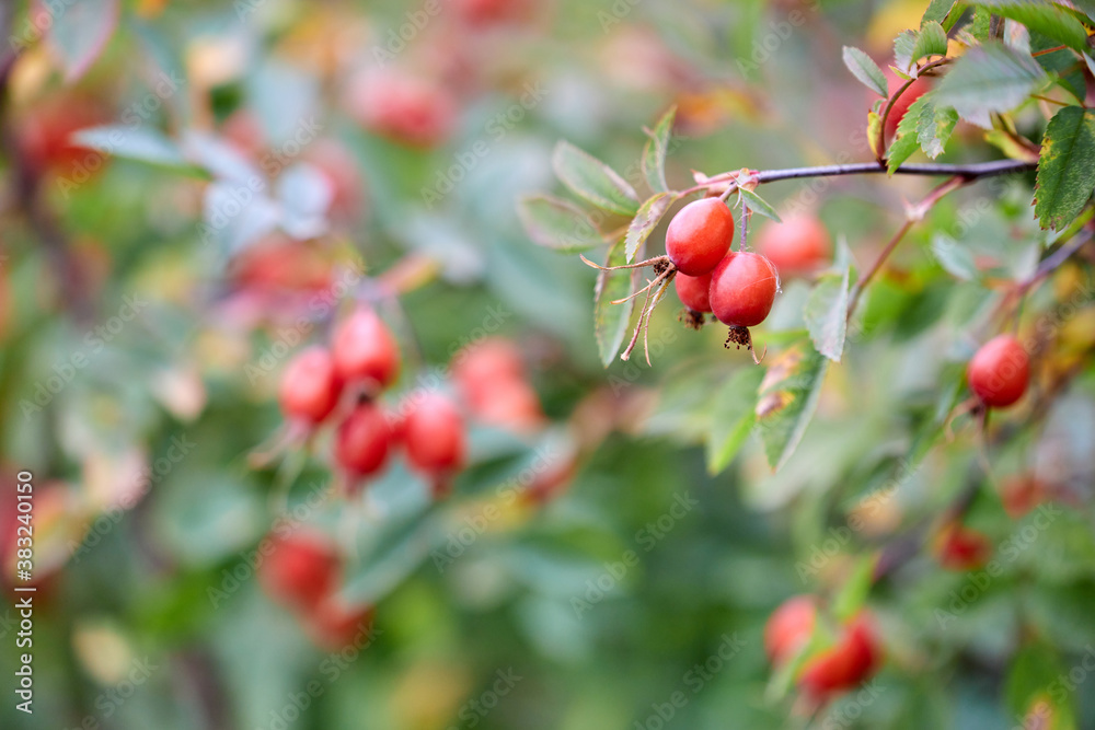 Closeup of dog-rose berries. Rose-hip fruit on the branch. Wild rosehips in nature. Selective focus
