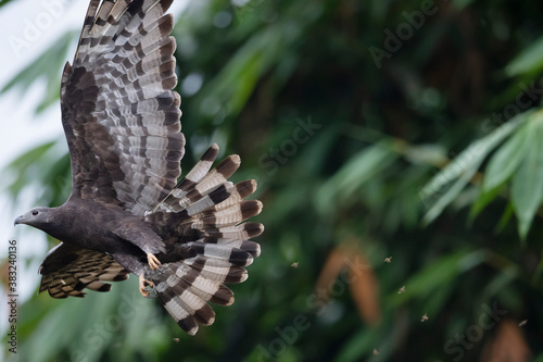 Buzzard bird fly in the forest photo