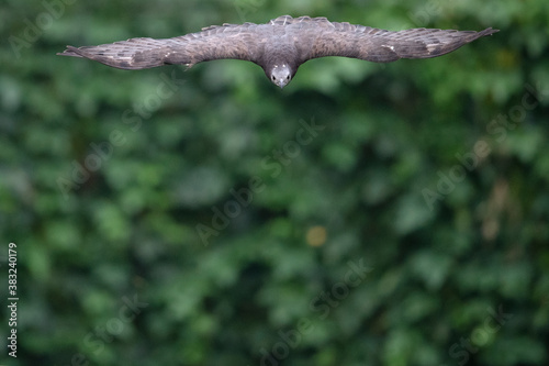 Buzzard bird fly in the forest photo