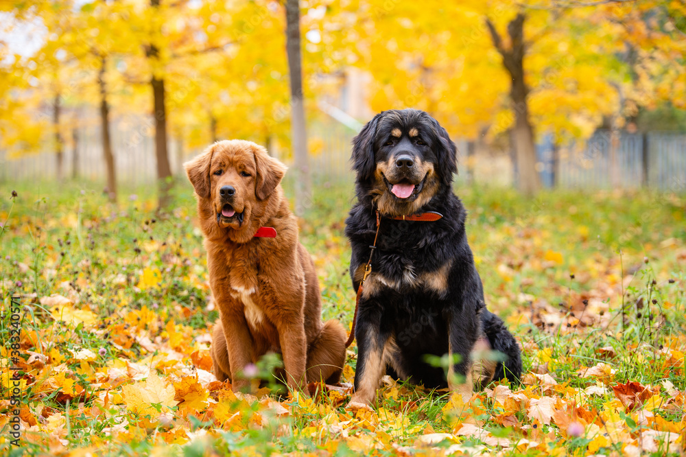 Two big dogs are sitting in the autumn park. Tibetan Mastiffs for a walk. Two big dogs are sitting in the autumn park. Tibetan Mastiffs for a walk.