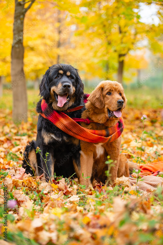 Two dogs with one knitted brown scarf. Dogs on a walk in the autumn maple forest.