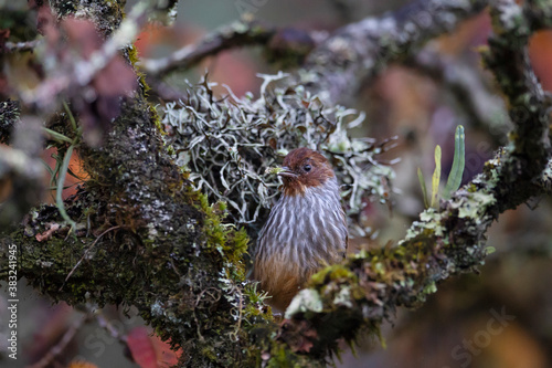 Barwing bird and lichen photo