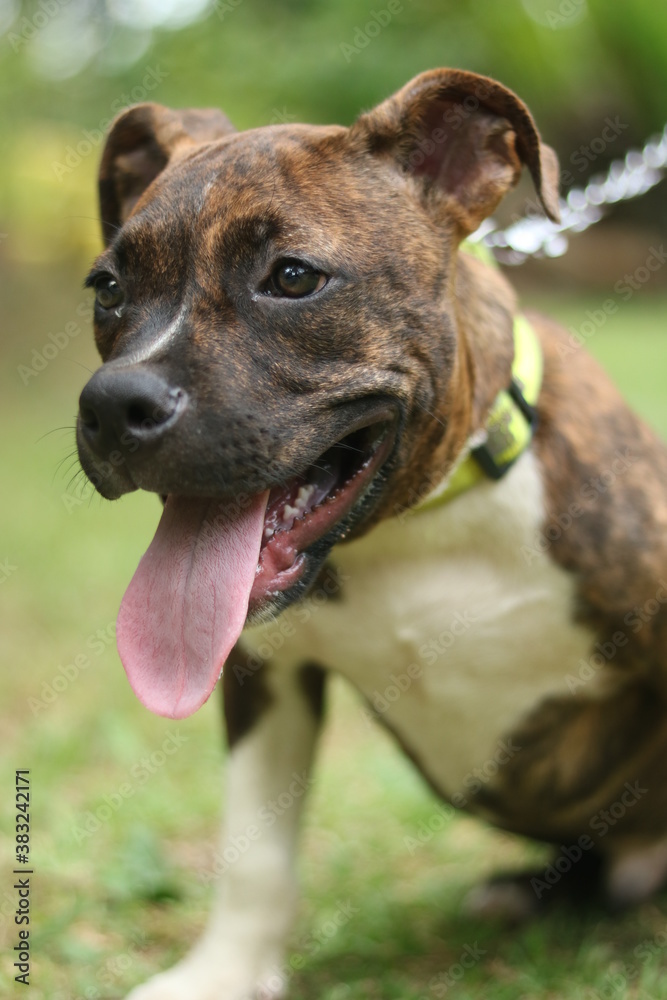 Pitbull dog with tongue out.