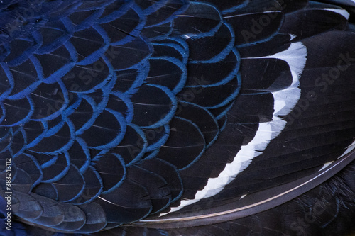 Close up of Mikado pheasant plumage