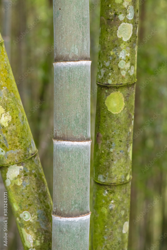Close up of bamboo Close up of bamboo