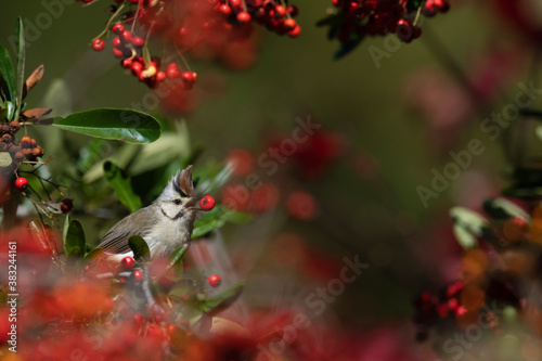 Yuhina bird feed in a red berry tree photo