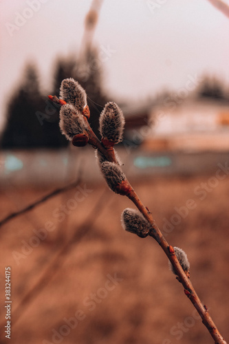Just nature