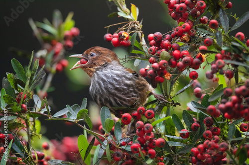Bird feed in a red berry tree