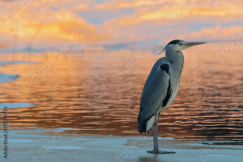 Grey heron. Bird in winter. Ardea cinerea photo