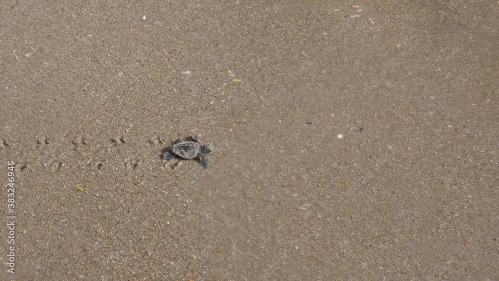 Rescued Baby Sea Turtle heading towards water at the beach.