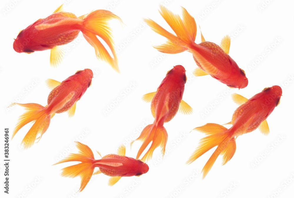 金魚 金魚