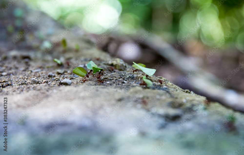 Ants Ants