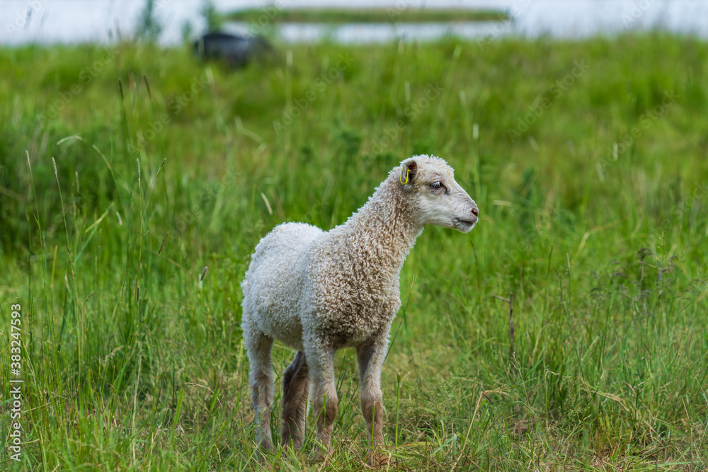 Obraz premium Single white lamb standing in a green pasture