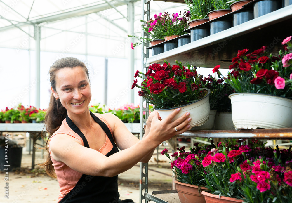 Cheerful young woman glasshouse store worker holding garden flowers in flowerpots