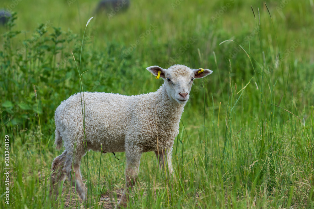Obraz premium Cute white lamb standing in a green pasture looking at the camera
