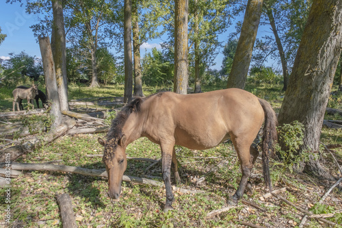 Hutsul horses released Rewilding Europe / Rewilding Ukraine on Tataru island - Regional Landscape Park 