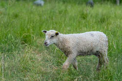 Young white lamb standing in a green pasture